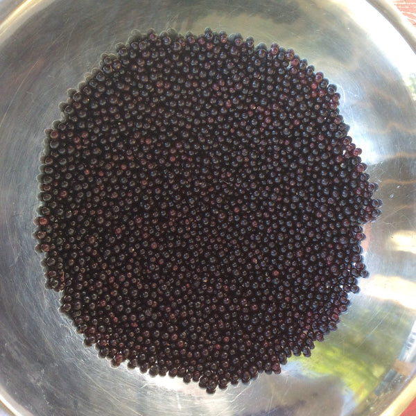 Fresh Elderberry Syrup