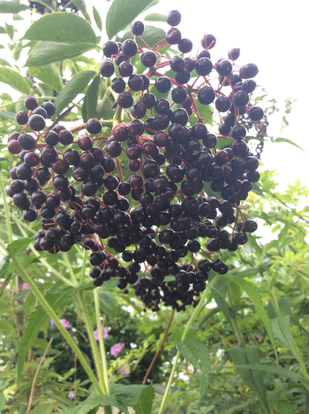 Fresh Elderberry Syrup