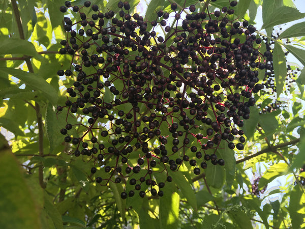 Fresh Elderberry Syrup